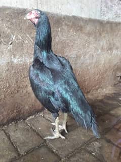 Lasni female