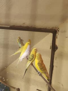 exhibition all pairs for sale total 7 to 8 pairs