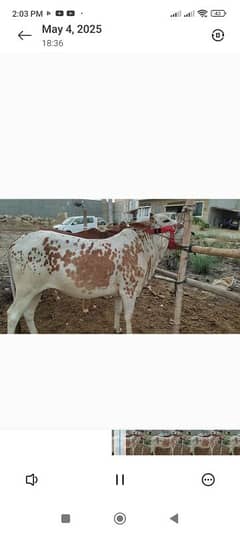bachra