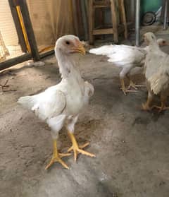 king size/ shamo chicks/high top quality/white shamo/pure aseel chick