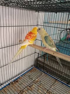 Rumb beader pair