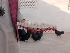 Ayam Cemani eggs available