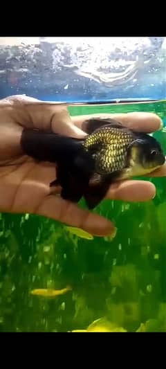 goldfish for sale