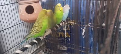 Australia birds