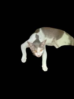 cat for sale free of cost