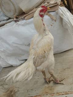 Aseel pakoyyee chicks for sale