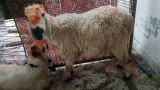 Chatra | Bakra For Sale
