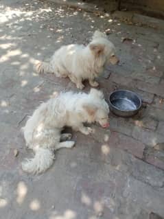 Russian dogs. . . Final price is 95 thousands. . .
