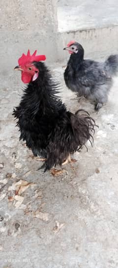 Bantam eggs laying hen