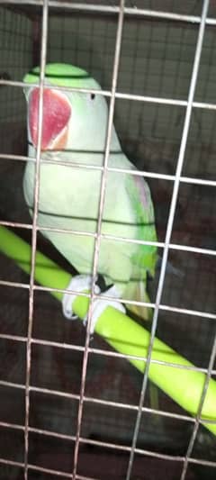 1 raw female raw parrot ready for bread
