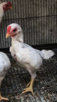 white ko shamo males for sale