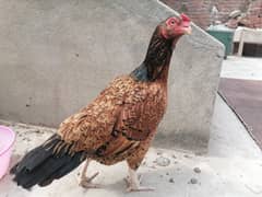 Lakhi aseel madi