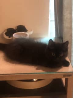 Dark brown kitten