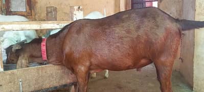 qurbani