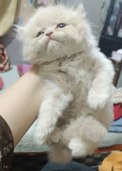 Persian