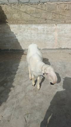Mundra Breed 10 Months For Sale