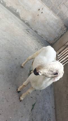 Mundra Breed 10 Months For Sale