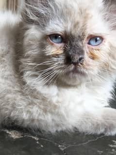 Persian Female cat