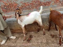 Baqra Jori Donde for sale