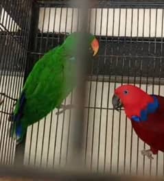 Grand Eclectus ¹⁰¹% breeder pair