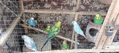 birds for sale. . . perfect condition
