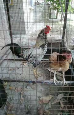 aseel-desi cross murgha for sale