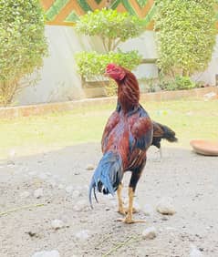 Aseel lakha murkha
