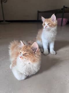 maine coon male female pair