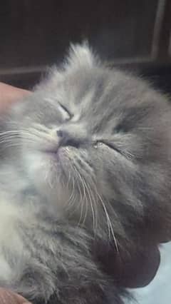 2 months old kitten available for sale