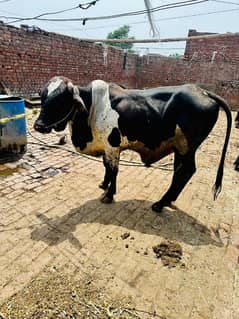 bachra