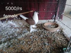 pigeon for sale