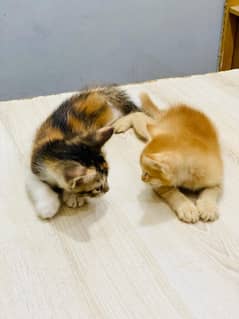 persion cat