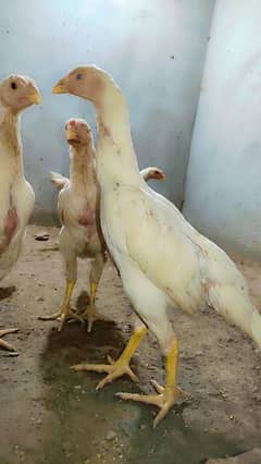white o shamo