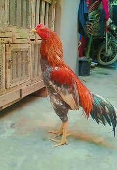 hen s