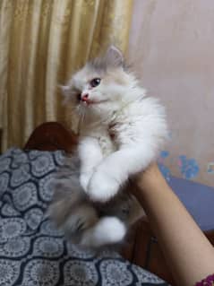 Persian kittens