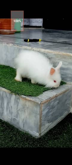 English angora pair