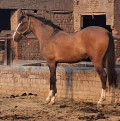 Saral pregnant wachari hight 62