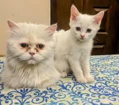 Persian