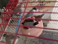 grey java with 3 chicks