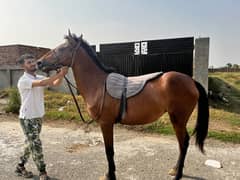 Female horse