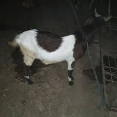 2 daat ma h Eid k liy bakra ghr k pal hua