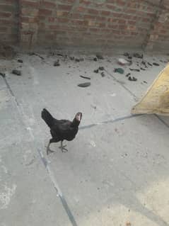 aseel