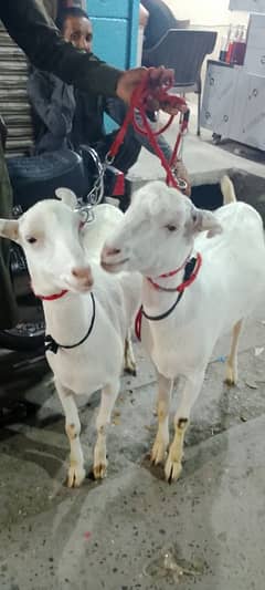 2Male