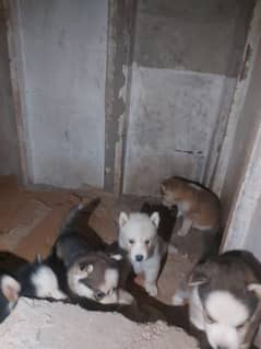 Alaskan Huskey