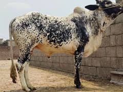 Qurbani