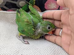 Ringneck chick