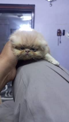 top quality kitten for sale. AK male ha AK female.