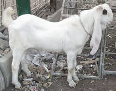 Bakra Gulabi 03481533470
