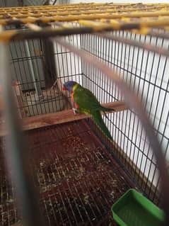 Rainbow Lorikeet Female