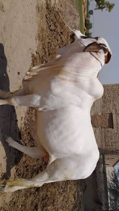 nukra ghulabi bull